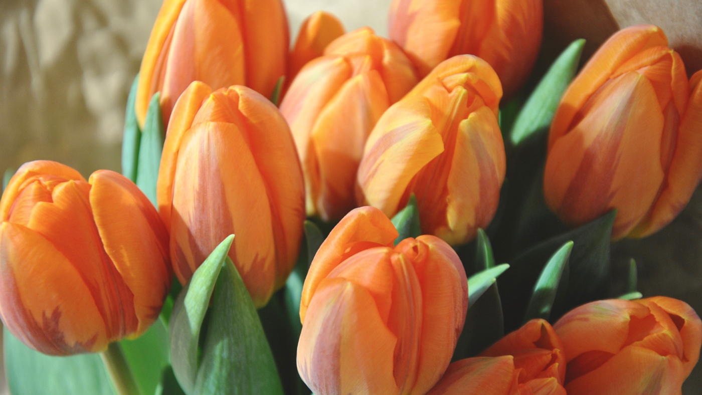 Featured image for “Dag van de praktijkmanager”